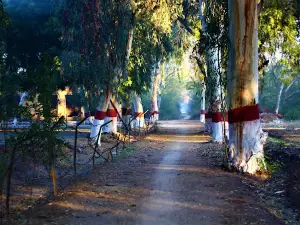 Pai Reserved Forest (پئي ٻيلو)