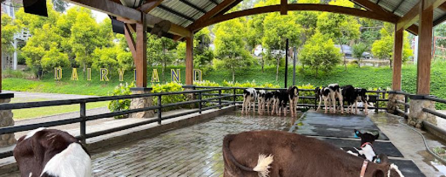 Dairyland Farm Theme Park Puncak