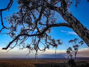 Mount Dale Lookout