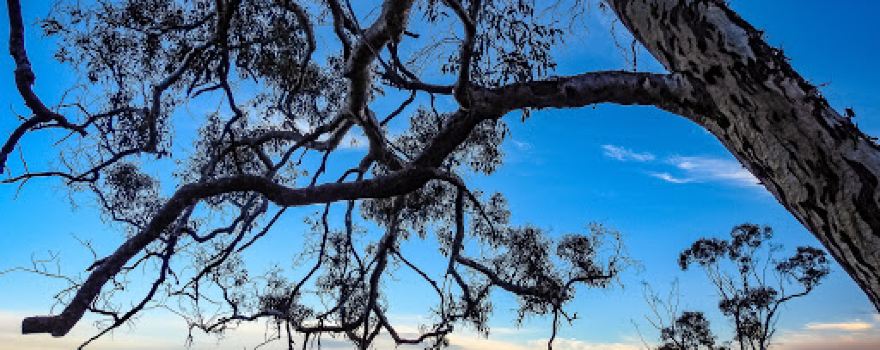 Mount Dale Lookout