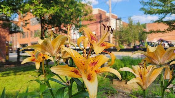 Amity Harvest Garden