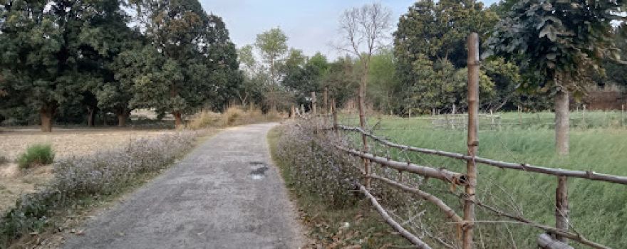Barki bagiya