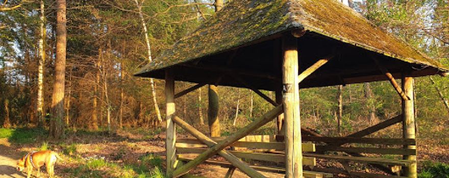 Rheinbacher Wald