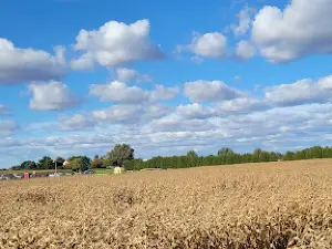 Thamesville Maize