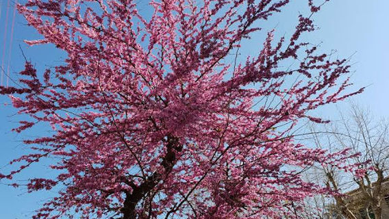 Campo Sportivo Celdit