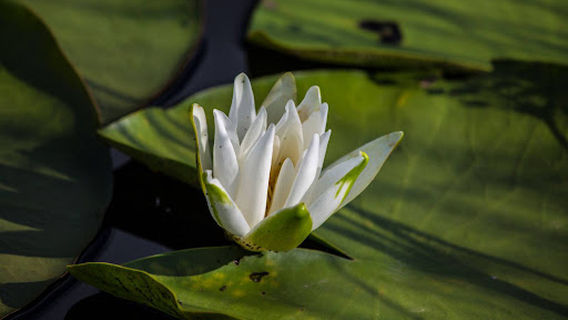 Kobuleti Managed Reserve