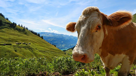 Brienz