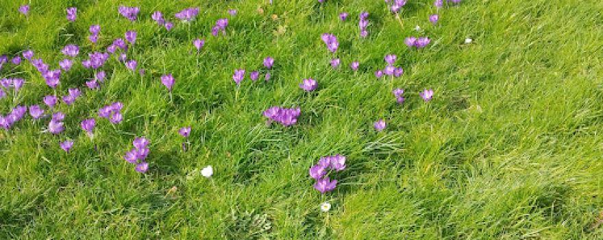 Roseacre Nursery