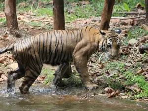 Pilikula Biological Park