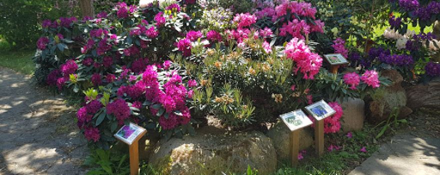 Rhododendron Strauss