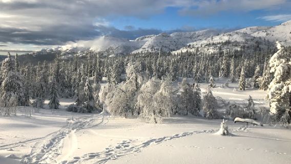 Lifjelltunet
