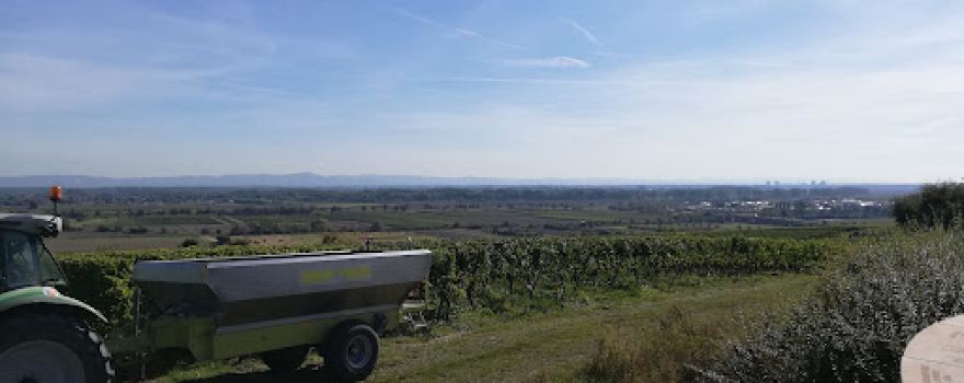 Alsheim Rheinblick