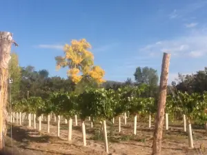 El Alamo Winery