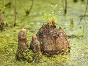 Twin Swamps Nature Preserve