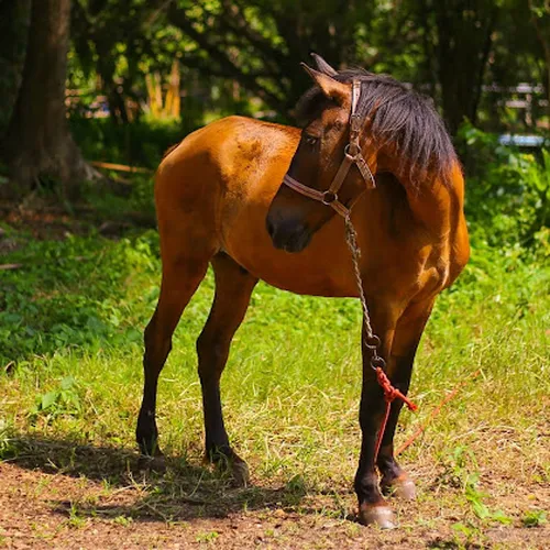 On Horse Farm Chiang Mai