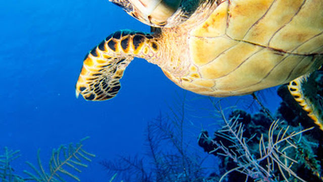 Living The Dream Divers Departure Location