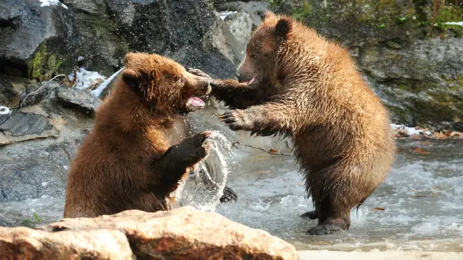5_Bronx Zoo