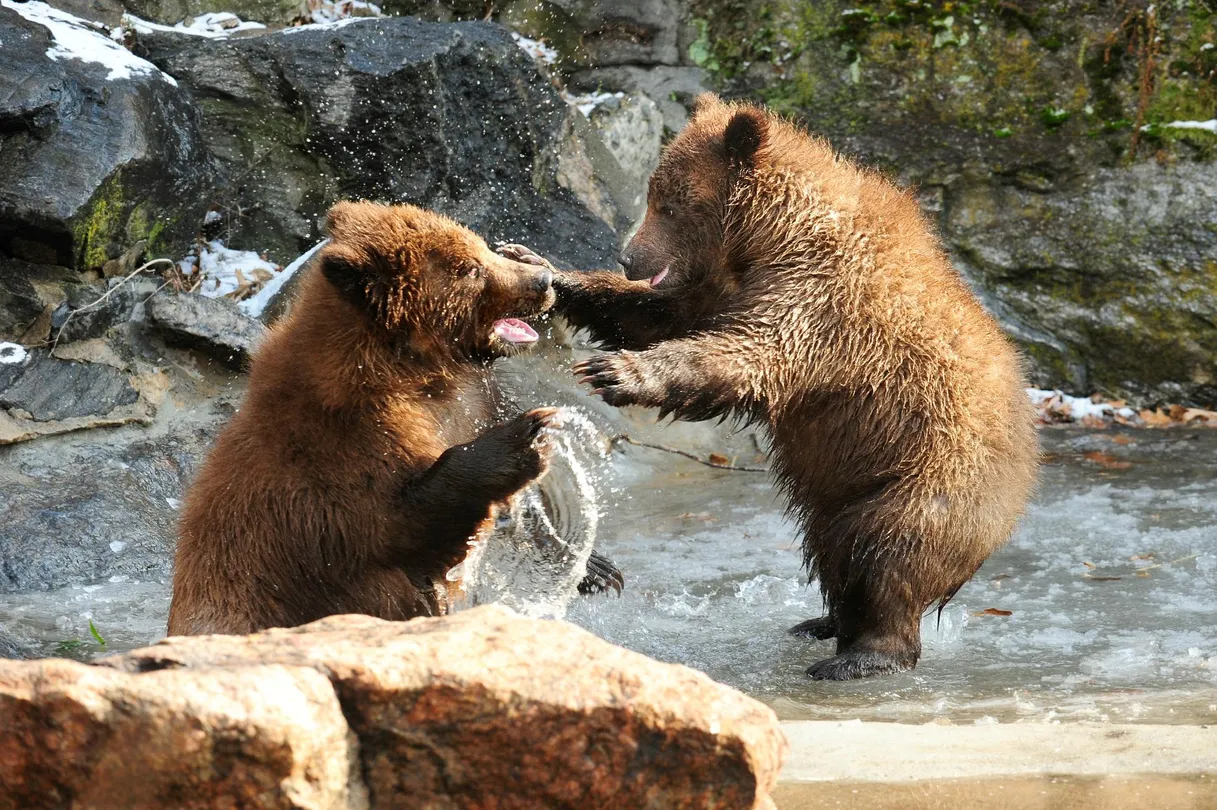 5_Bronx Zoo