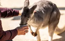 費瑟戴爾野生動物園