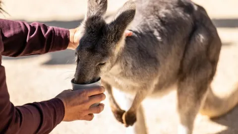 Featherdale Sydney Wildlife Park attraction in Sydney