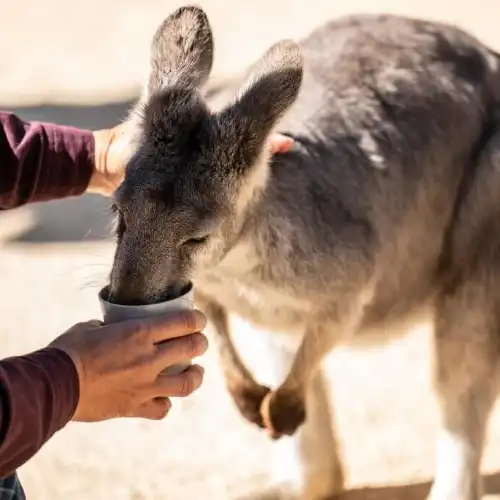 費瑟戴爾野生動物園