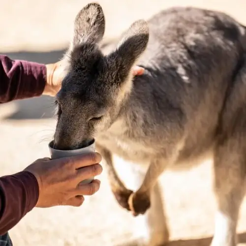 費瑟戴爾野生動物園