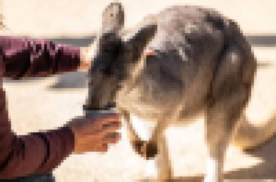 Featherdale Sydney Wildlife Park Tickets [2025] Promos, Prices