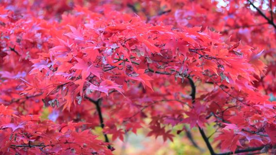 Yahiko Park