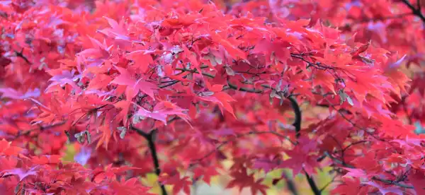 Hotels in Yahiko