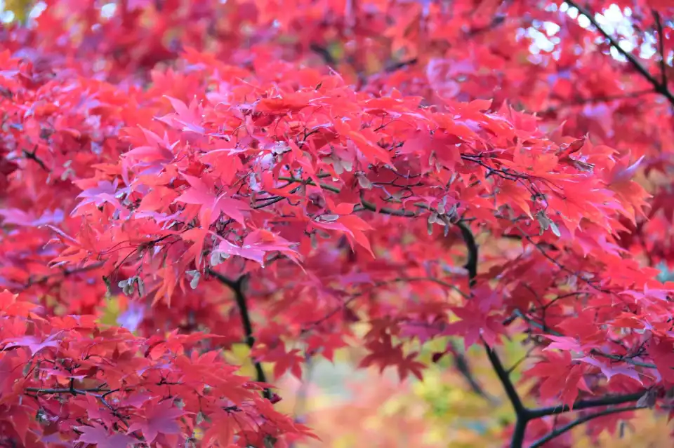 1_Yahiko Park