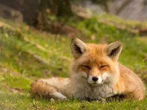 Nature and Animal Park Goldau