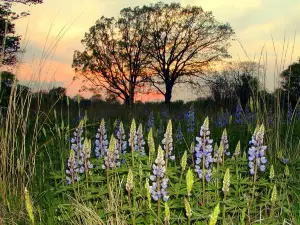 Rouge Park