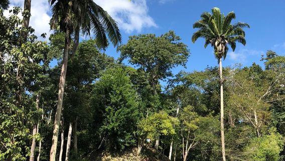 The Maya Ruins of Caracol