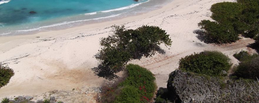 Barbuda Express