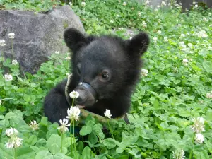 奥飛騨クマ牧場