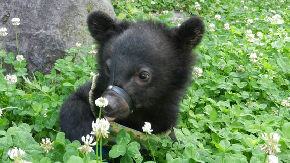 Okuhida Bear's Ranch