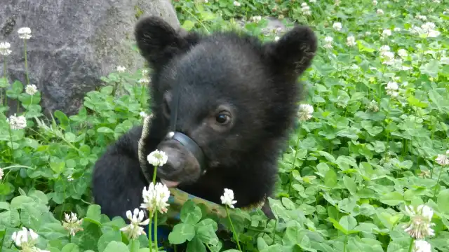 奥飛騨クマ牧場周辺のホテル