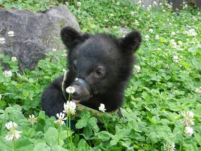 Okuhida Bear's Ranch
