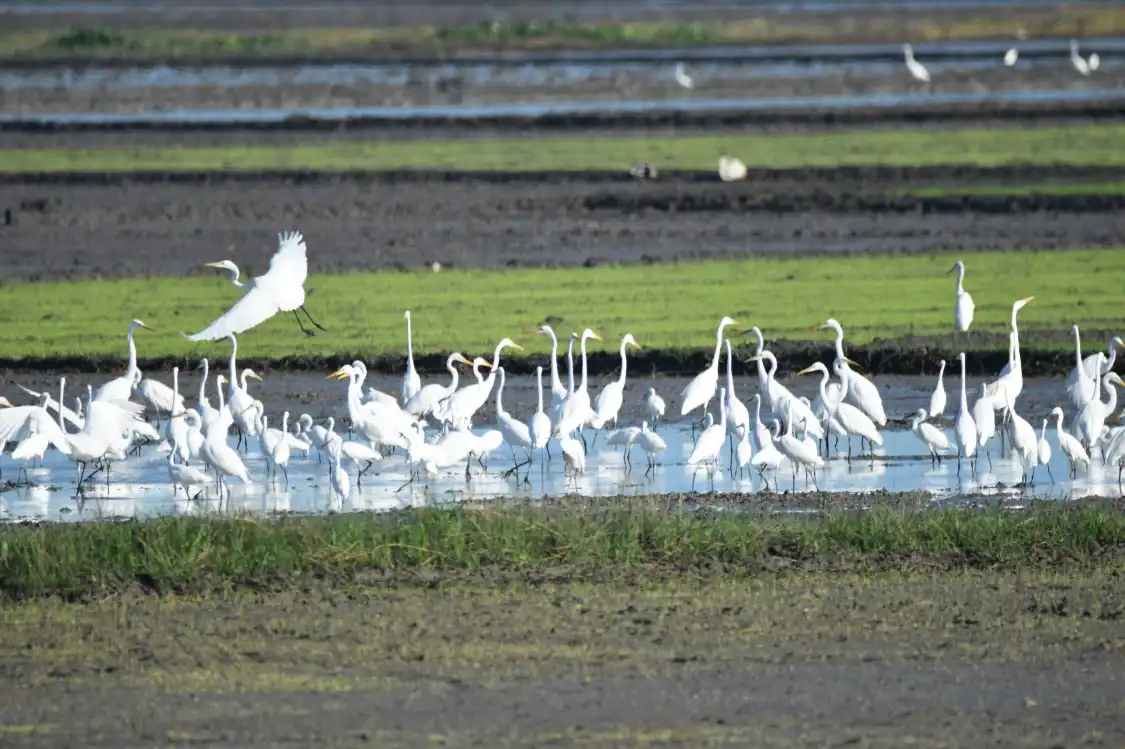 Hotels near Candaba Bird Sanctuary
