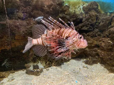 Aquarium