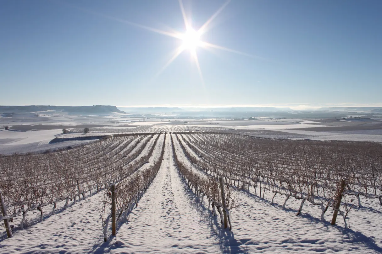 3_Emilio Moro Winery