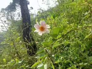 Manki Point, Sanjeevni Hanuman Temple, Kasauli