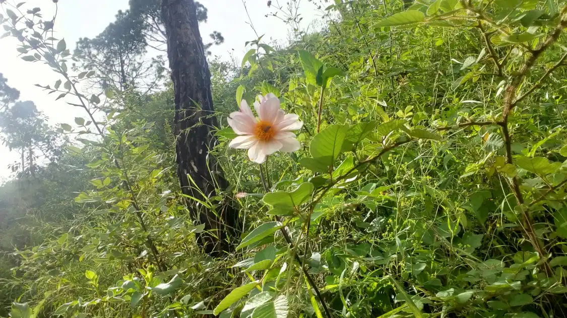 Hotels near Manki Point, Sanjeevni Hanuman Temple, Kasauli