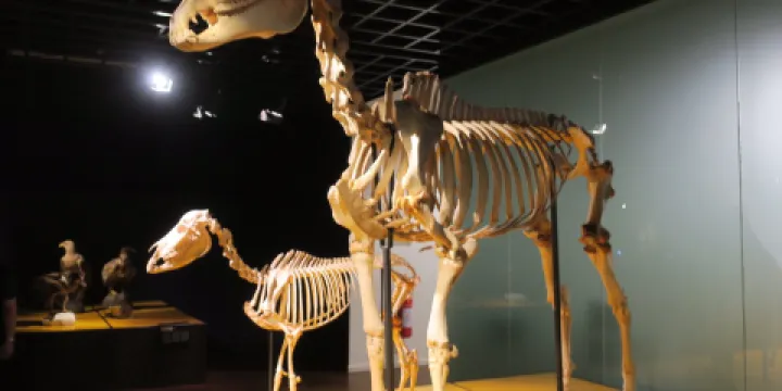 Naturhistorisk Museum