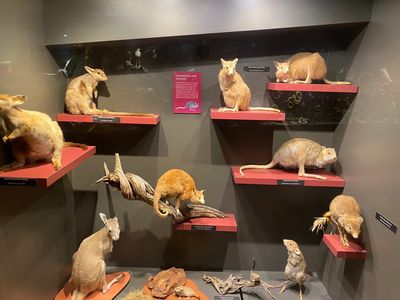 Museum of Central Australia