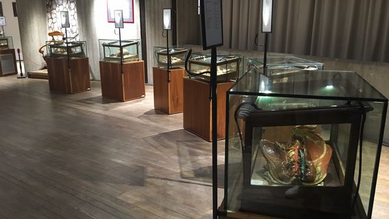 Museo delle Cere Anatomiche