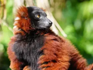 Vogelpark Avifauna
