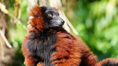 Vogelpark Avifauna
