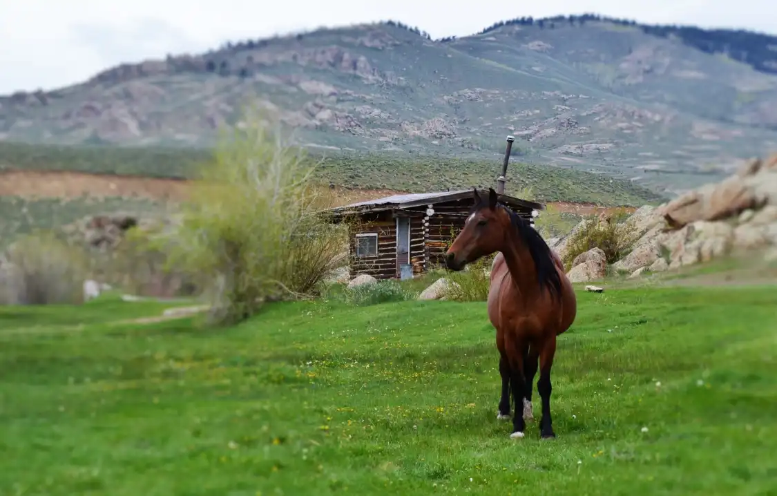 Hotels near Quartz Creek Trail Rides