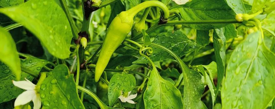 TNT Produce